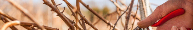 Pruning - Bluebell Vineyard Estates