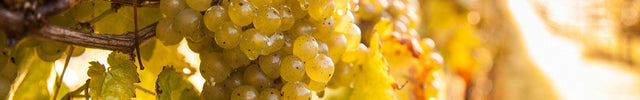 image-asset - Bluebell Vineyard Estates