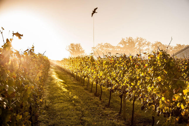 Bluebell Wine Gift Card - Bluebell Vineyard Estates