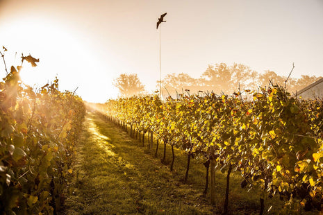Bluebell Wine Gift Card - Bluebell Vineyard Estates